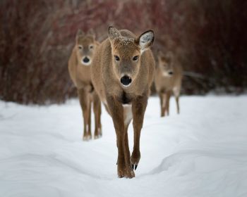 deer, forest, winter Wallpaper 1280x1024