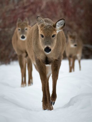 deer, forest, winter Wallpaper 1536x2048