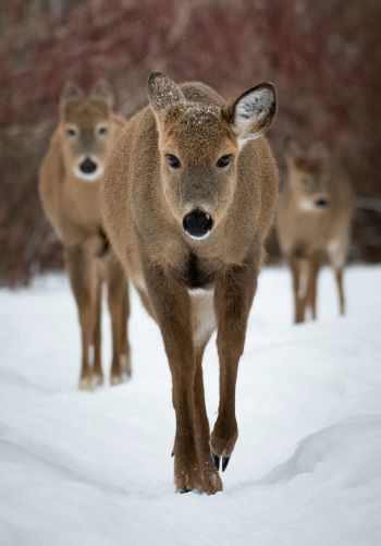 deer, forest, winter Wallpaper 1668x2388