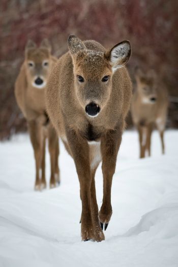 deer, forest, winter Wallpaper 640x960