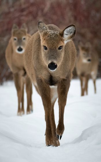 deer, forest, winter Wallpaper 1200x1920