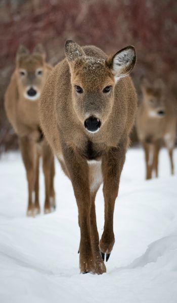 deer, forest, winter Wallpaper 600x1024