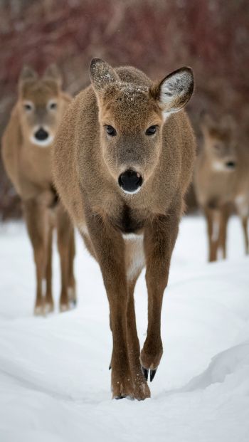 deer, forest, winter Wallpaper 640x1136