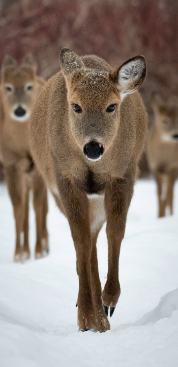 deer, forest, winter Wallpaper 1080x2220