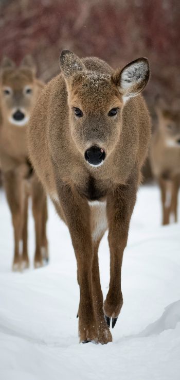 deer, forest, winter Wallpaper 1080x2280