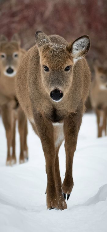 deer, forest, winter Wallpaper 1080x2340