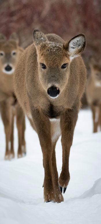 deer, forest, winter Wallpaper 720x1600
