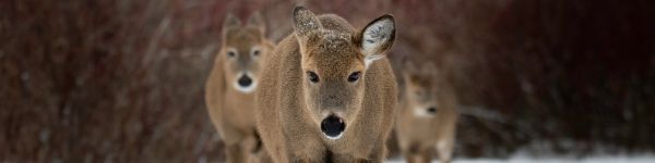 deer, forest, winter Wallpaper 1590x400