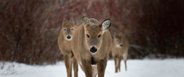 deer, forest, winter Wallpaper 3440x1440
