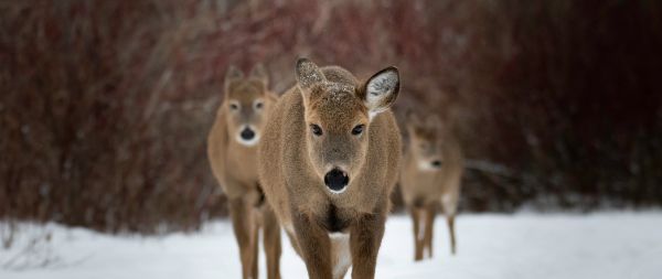 deer, forest, winter Wallpaper 2560x1080
