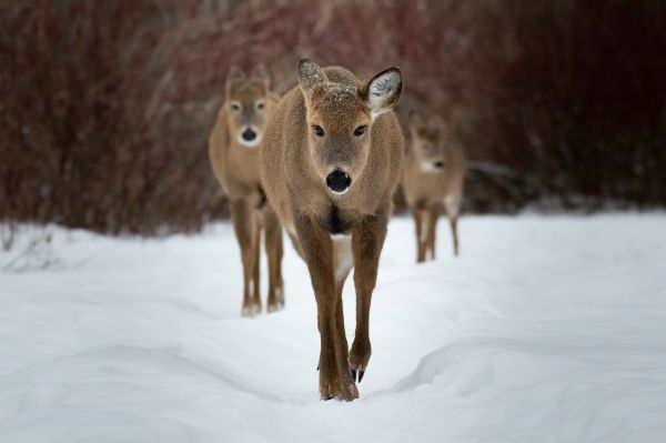 deer, forest, winter Wallpaper 3698x2465