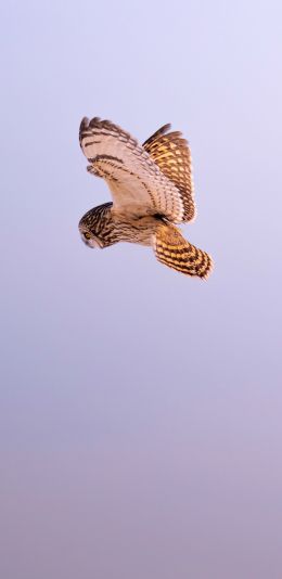 owl, owl, hunting Wallpaper 1440x2960