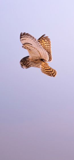 owl, owl, hunting Wallpaper 1080x2340