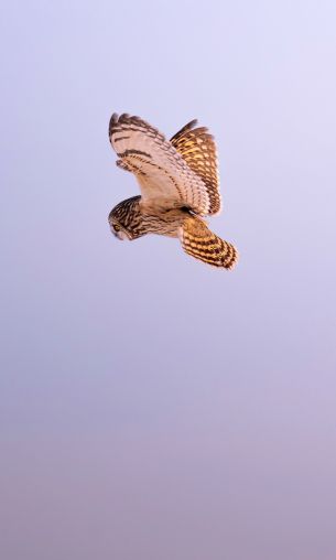 owl, owl, hunting Wallpaper 1200x2000