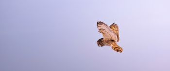 owl, owl, hunting Wallpaper 2560x1080
