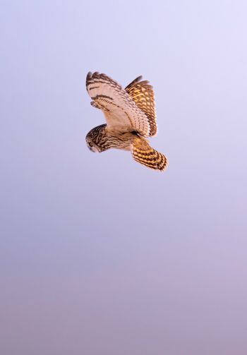 owl, owl, hunting Wallpaper 1640x2360
