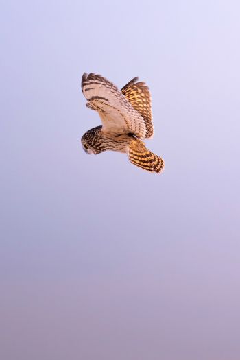 owl, owl, hunting Wallpaper 640x960