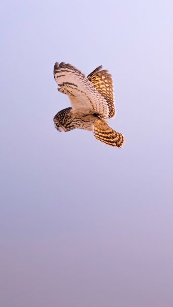 owl, owl, hunting Wallpaper 640x1136
