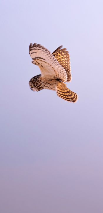 owl, owl, hunting Wallpaper 1080x2220