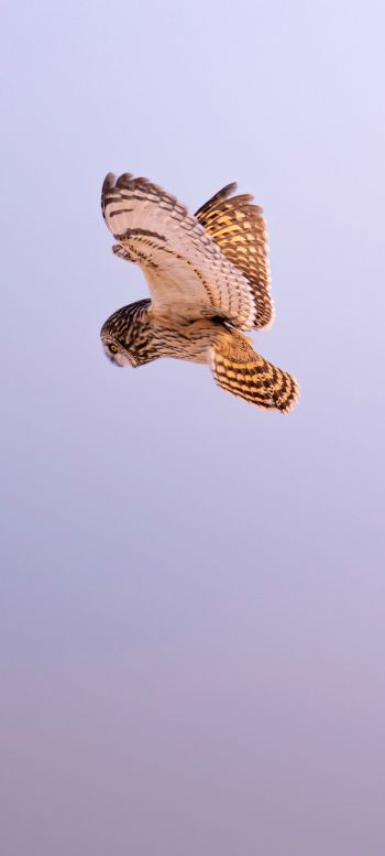 owl, owl, hunting Wallpaper 1080x2400