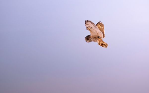 owl, owl, hunting Wallpaper 2560x1600
