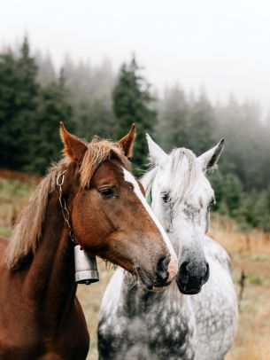 Обои 1620x2160 Украина, Карпаты, лошади