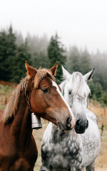 Обои 800x1280 Украина, Карпаты, лошади