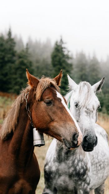 Обои 640x1136 Украина, Карпаты, лошади