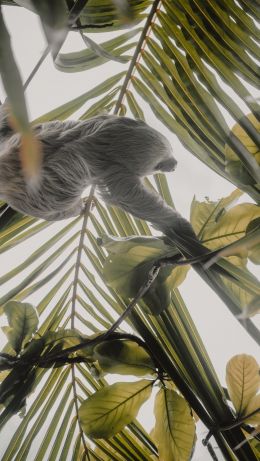 Tortuguero, province of Lemon, Costa Rica, sloth Wallpaper 640x1136