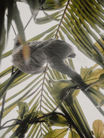 Tortuguero, province of Lemon, Costa Rica, sloth Wallpaper 2048x2732
