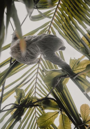 Tortuguero, province of Lemon, Costa Rica, sloth Wallpaper 1668x2388