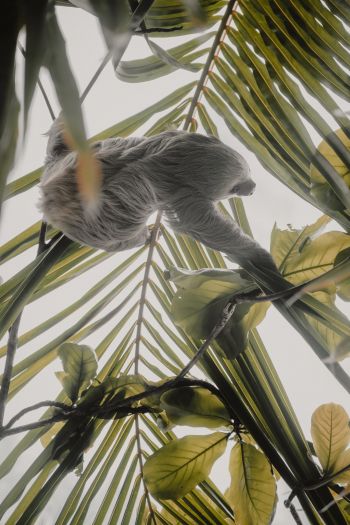 Tortuguero, province of Lemon, Costa Rica, sloth Wallpaper 640x960