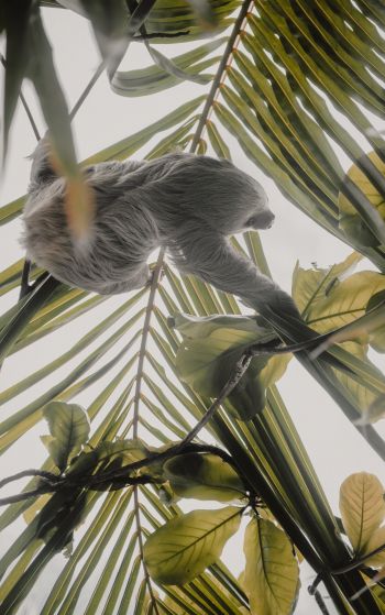 Tortuguero, province of Lemon, Costa Rica, sloth Wallpaper 1752x2800