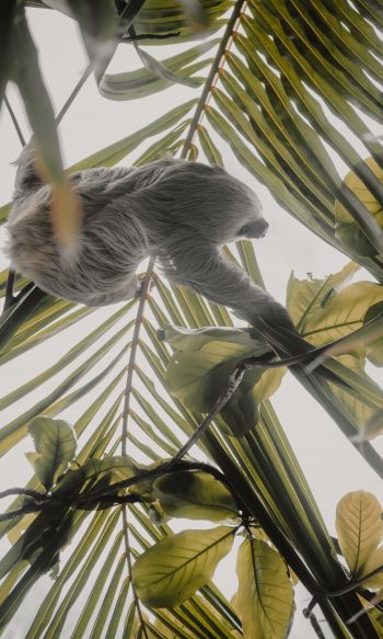 Tortuguero, province of Lemon, Costa Rica, sloth Wallpaper 1200x2000