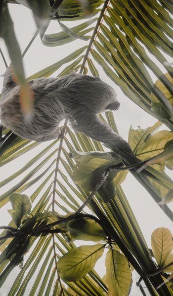 Tortuguero, province of Lemon, Costa Rica, sloth Wallpaper 600x1024