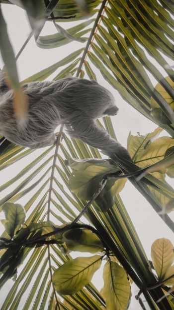 Tortuguero, province of Lemon, Costa Rica, sloth Wallpaper 640x1136
