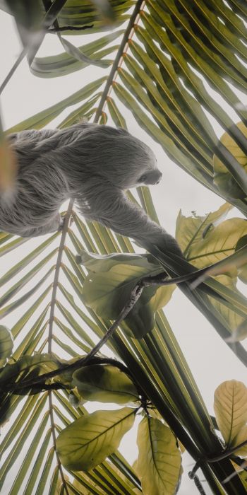 Tortuguero, province of Lemon, Costa Rica, sloth Wallpaper 720x1440