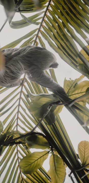 Tortuguero, province of Lemon, Costa Rica, sloth Wallpaper 1080x2220