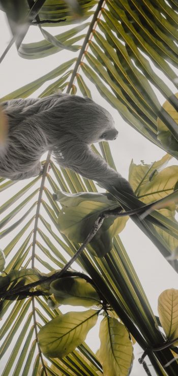 Tortuguero, province of Lemon, Costa Rica, sloth Wallpaper 720x1520