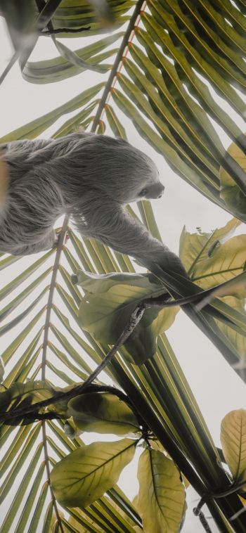 Tortuguero, province of Lemon, Costa Rica, sloth Wallpaper 1080x2340