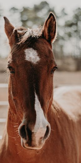 Hot-Springs, Hot-Springs, USA, horse Wallpaper 720x1440