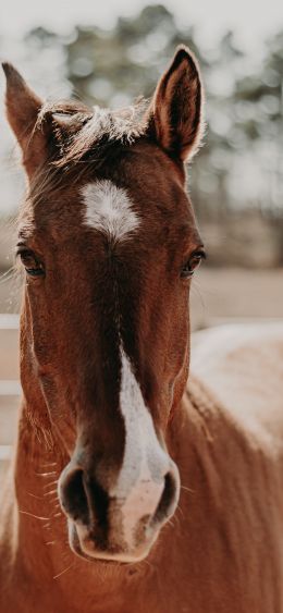 Hot-Springs, Hot-Springs, USA, horse Wallpaper 1080x2340