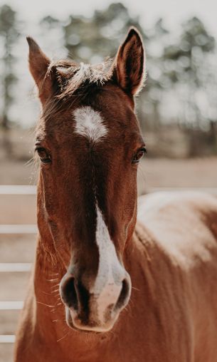 Hot-Springs, Hot-Springs, USA, horse Wallpaper 1200x2000