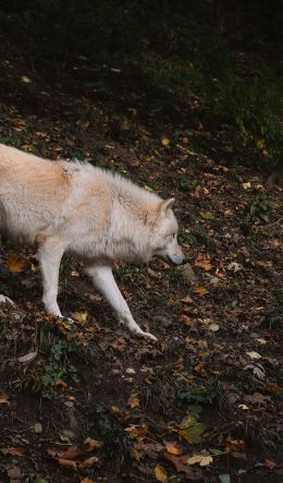 Salzburg, Austria, wild wolf Wallpaper 600x1024