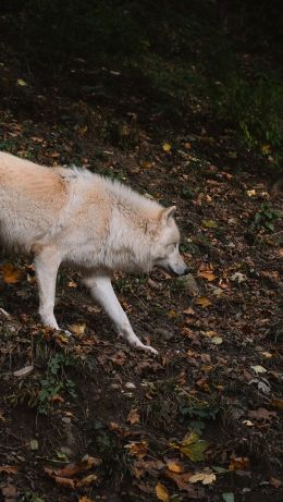 Salzburg, Austria, wild wolf Wallpaper 640x1136