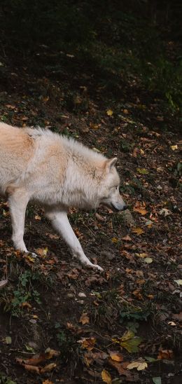 Salzburg, Austria, wild wolf Wallpaper 720x1520