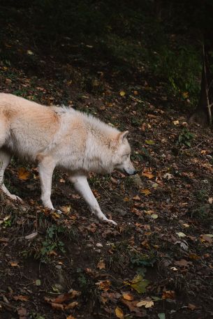 Salzburg, Austria, wild wolf Wallpaper 640x960