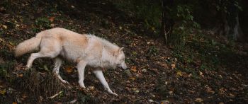 Обои 2560x1080 Зальцбург, Австрия, дикий волк