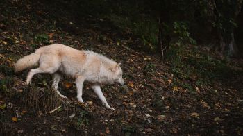 Обои 2560x1440 Зальцбург, Австрия, дикий волк