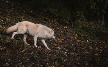 Обои 2560x1600 Зальцбург, Австрия, дикий волк